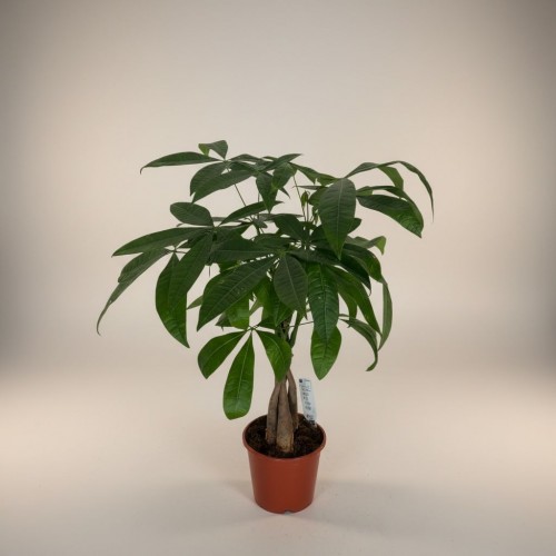 Para Ağacı (Pachira Küçük)